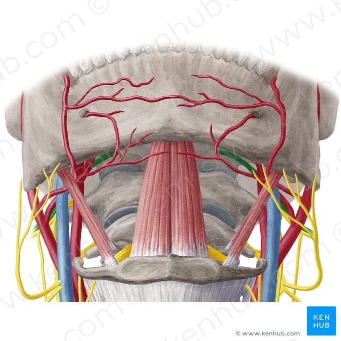 Geniohyoid