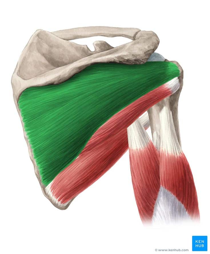 اینفرا اسپیناتوس | Infraspinatus