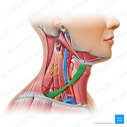 Omohyoid 1