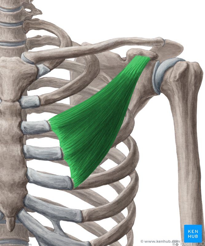 عضله سینه‌ای کوچک | Pectoralis Minor