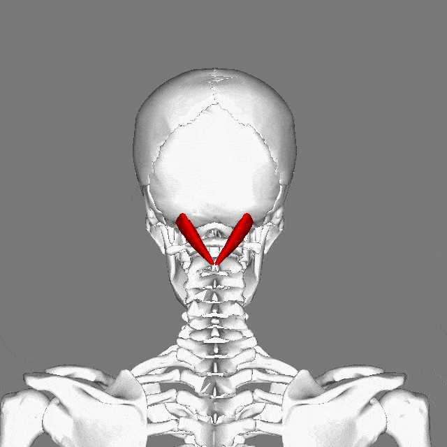 راست خلفی بزرگ سری | Rectus capitis posterior major