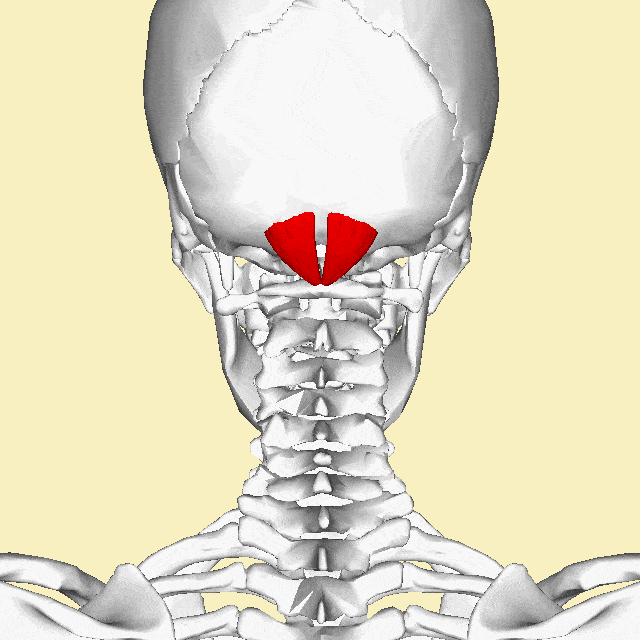 راست خلفی کوچک سری | Rectus capitis posterior minor