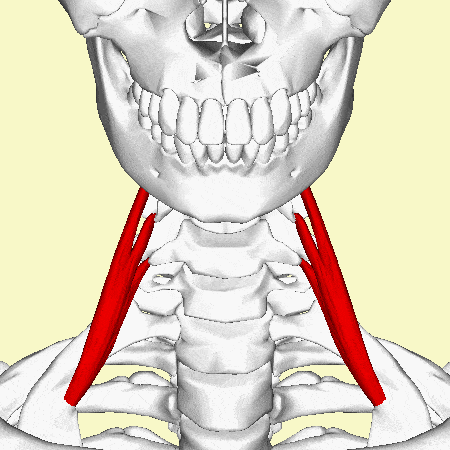اسکالن قدامی | Scalene anterior 