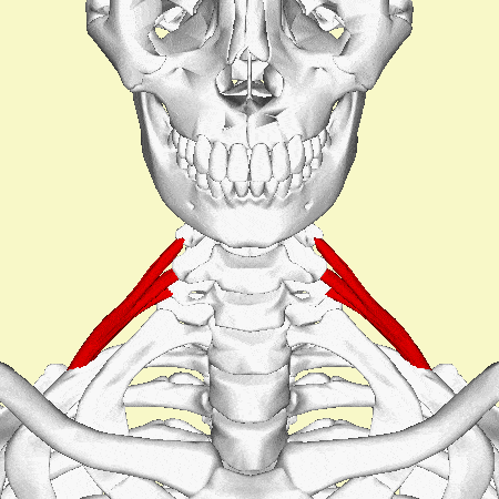اسکالن خلفی | Scalene posterior