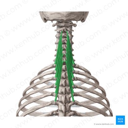 Semispinalis cervicis