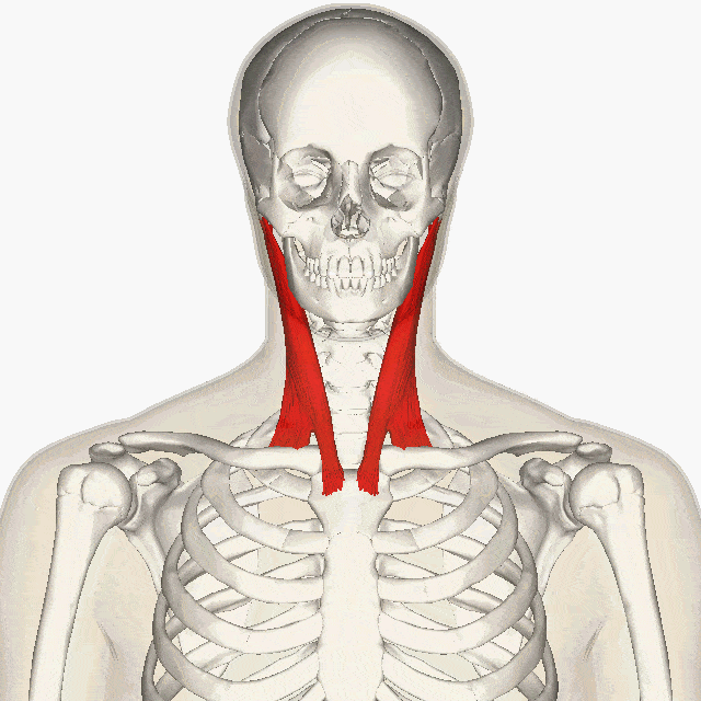  جناغی‌ چنبری‌ پستانکی | Sternocleidomastoid