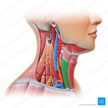 Sternothyroid