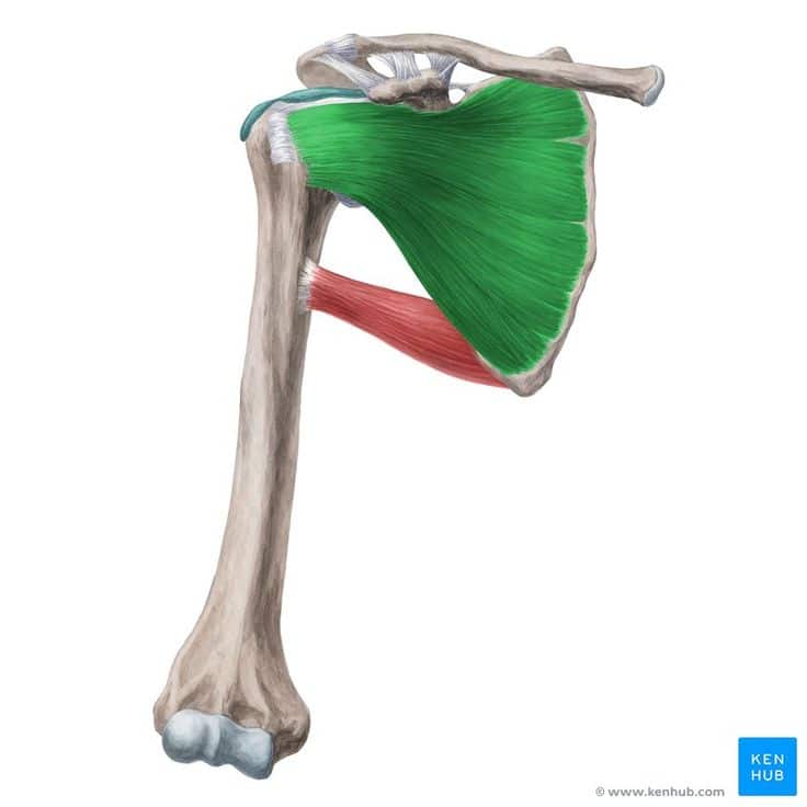 ساب‌ اسکپولاریس | Subscapularis