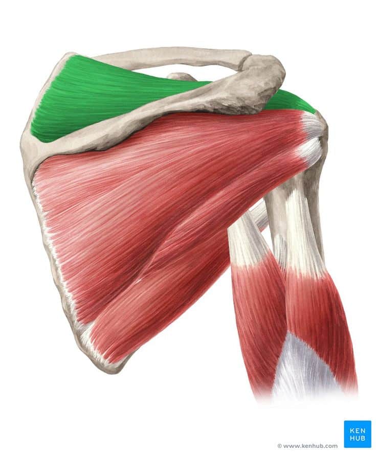 سوپرا اسپیناتوس | Supraspinatus