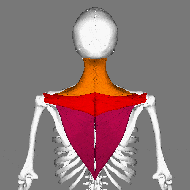 ذوزنقه‌ای | Trapezius