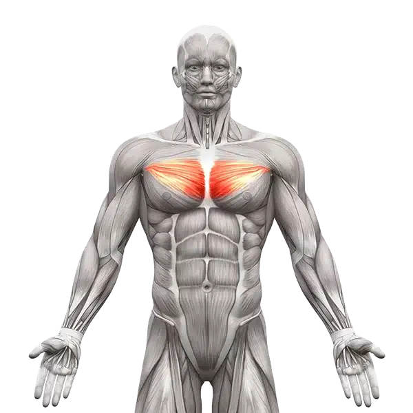 inner chest anatomy