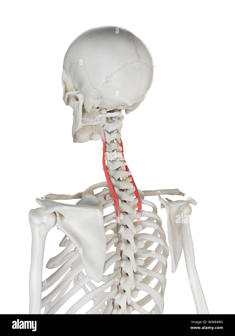 longissimus cervicis muscle