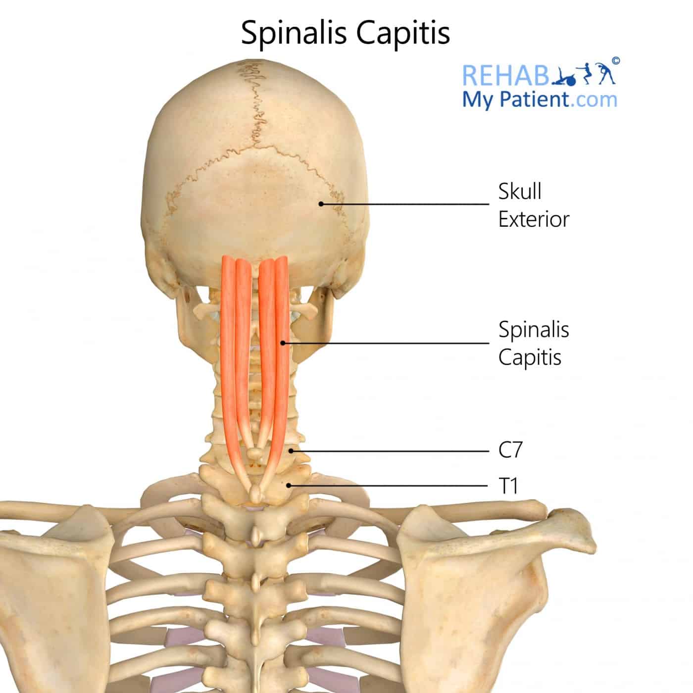 spinalis capitis