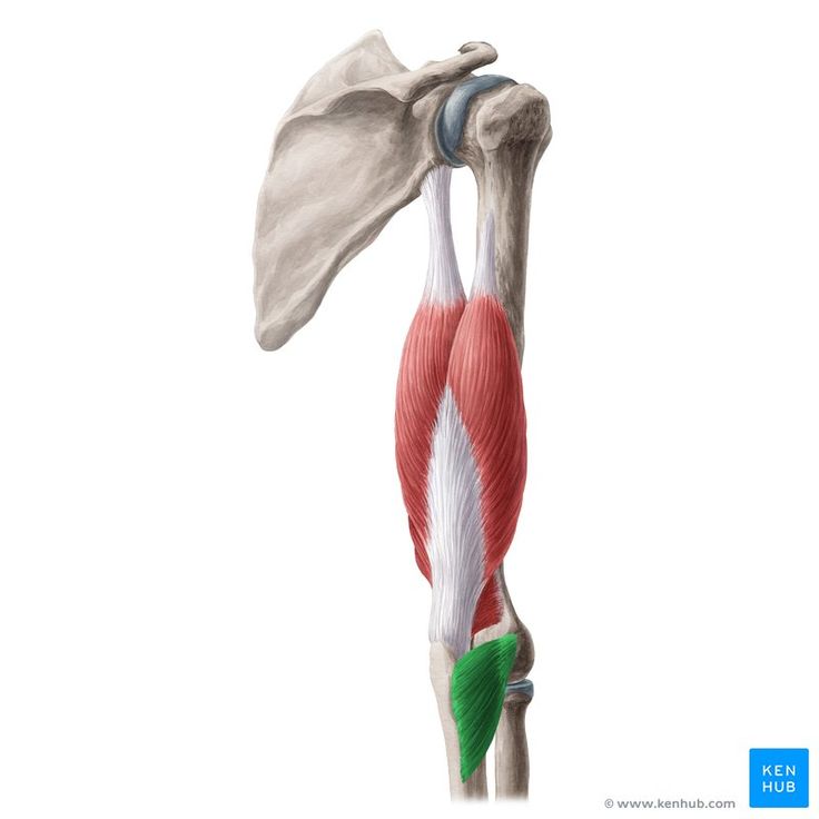 Anconeus muscle