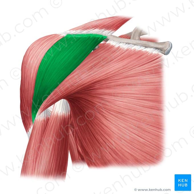 دلتوئید قدامی