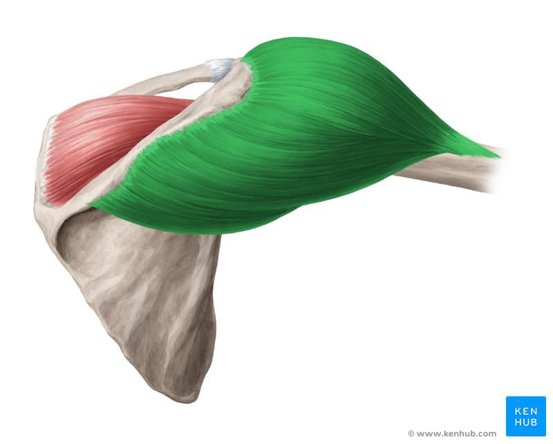 عضله دلتوئید