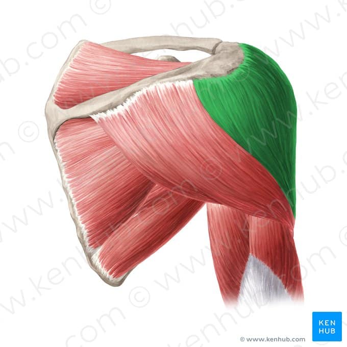 دلتوئید میانی