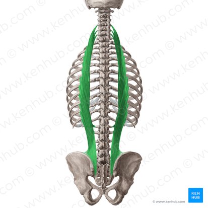 عضله ایلیوکوستالیس