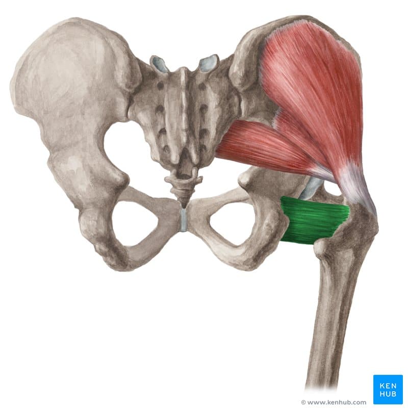 Quadratus Femoris Muscle