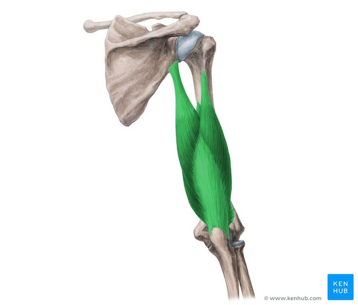 Triceps brachii muscle