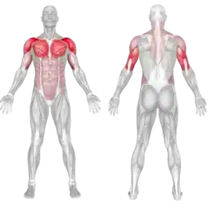 Medicine Ball Overhead Throw muscles worked 300x300 1