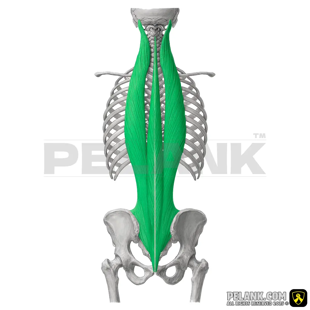 عضلات راست‌کننده ستون فقرات