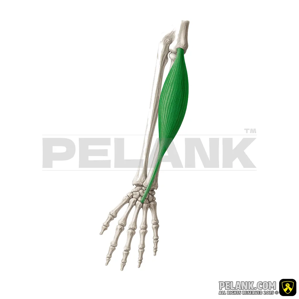 عضله بازکننده مچ دست رادیال کوتاه