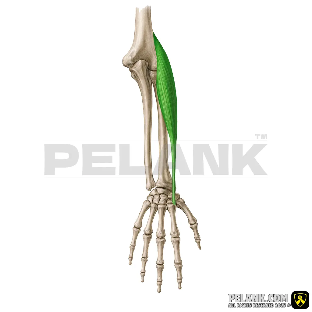 عضله بازکننده مچ دست رادیال بلند