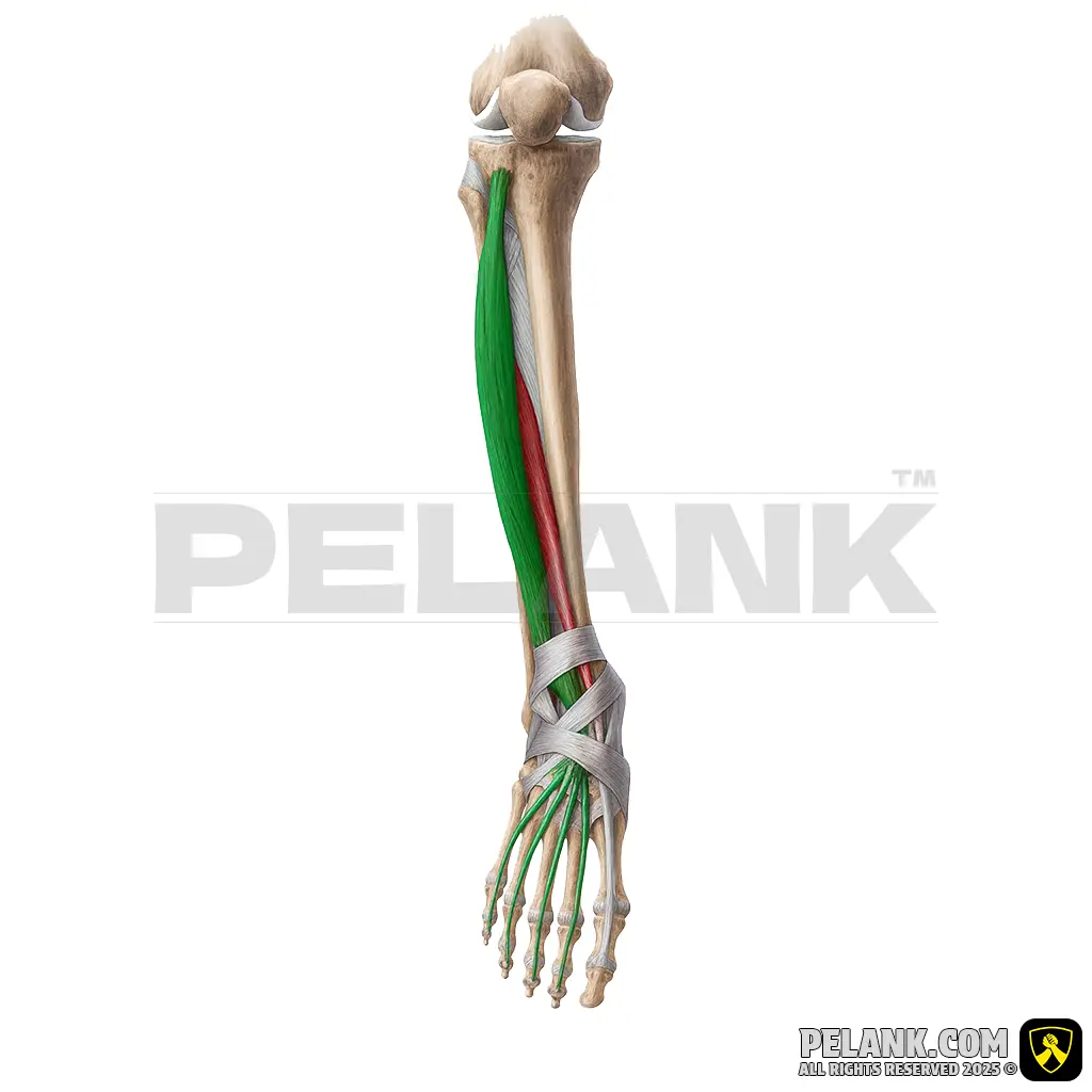 عضله بازکننده بلند انگشتان پا