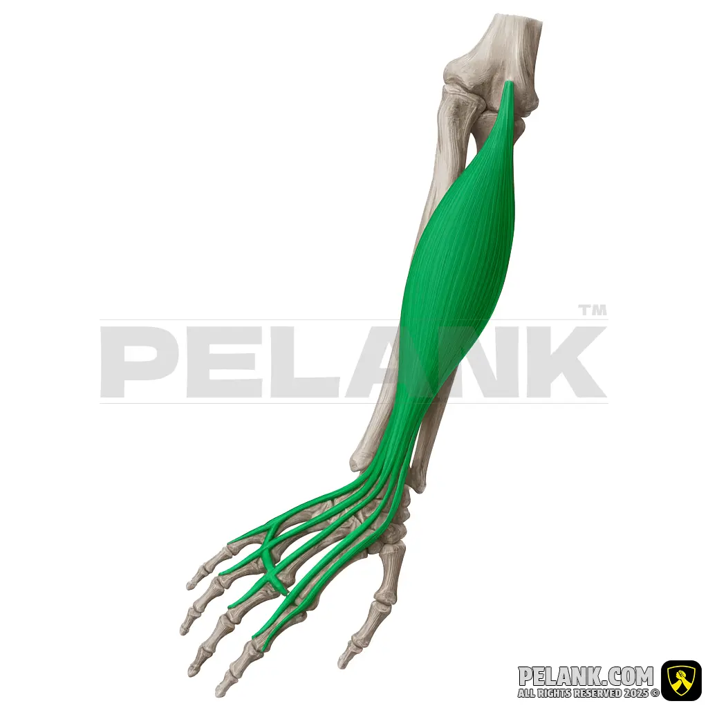 عضله بازکننده انگشتان