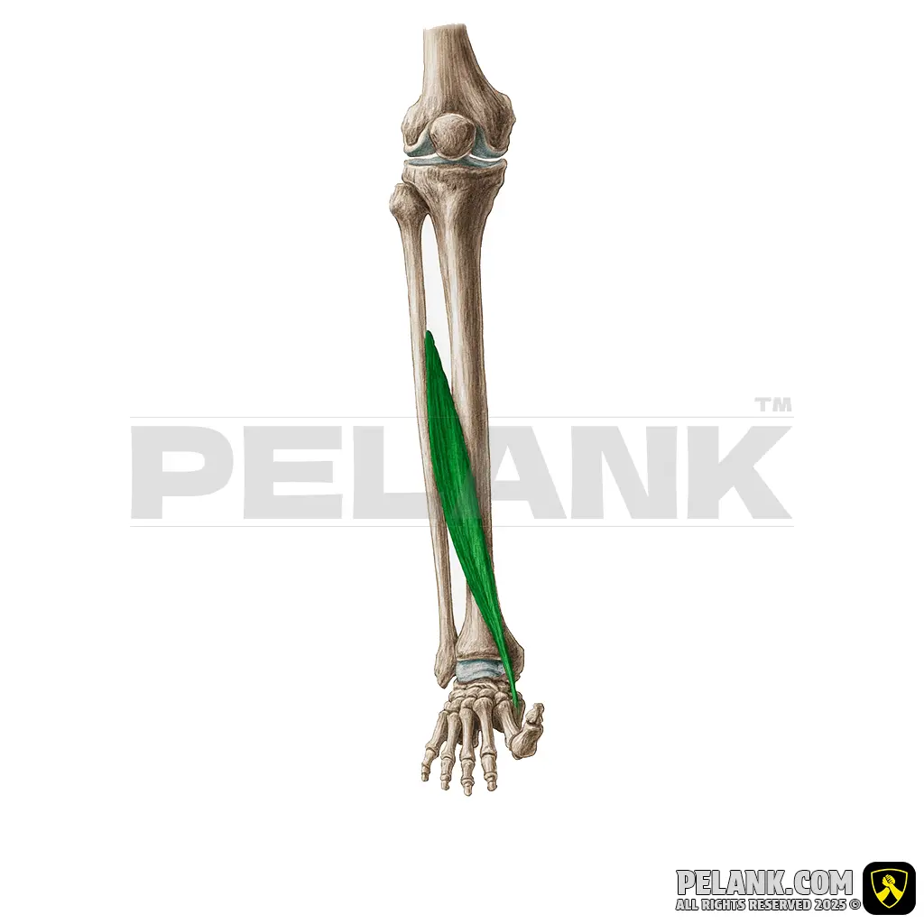 عضله بازکننده بلند شست پا