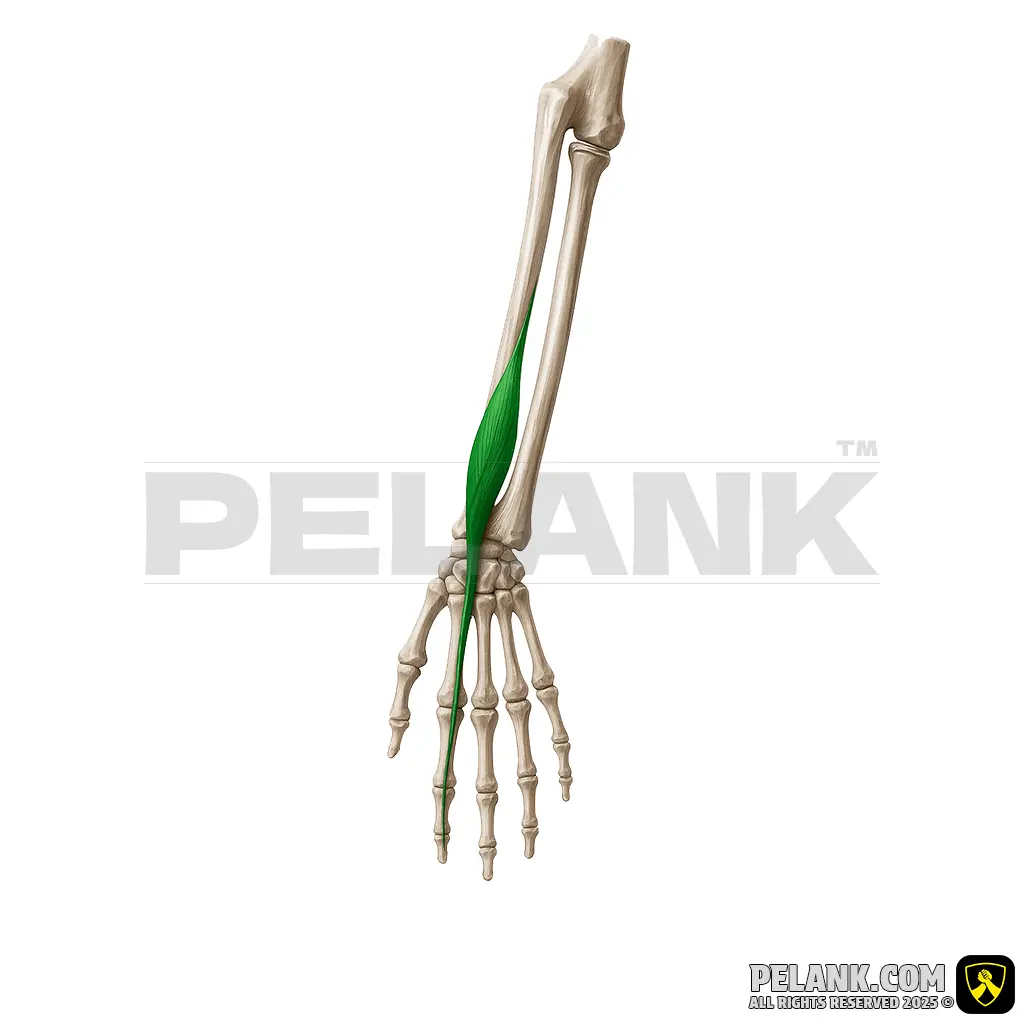 عضله بازکننده اشاره