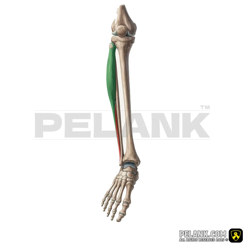 عضله نازک‌نی بلند