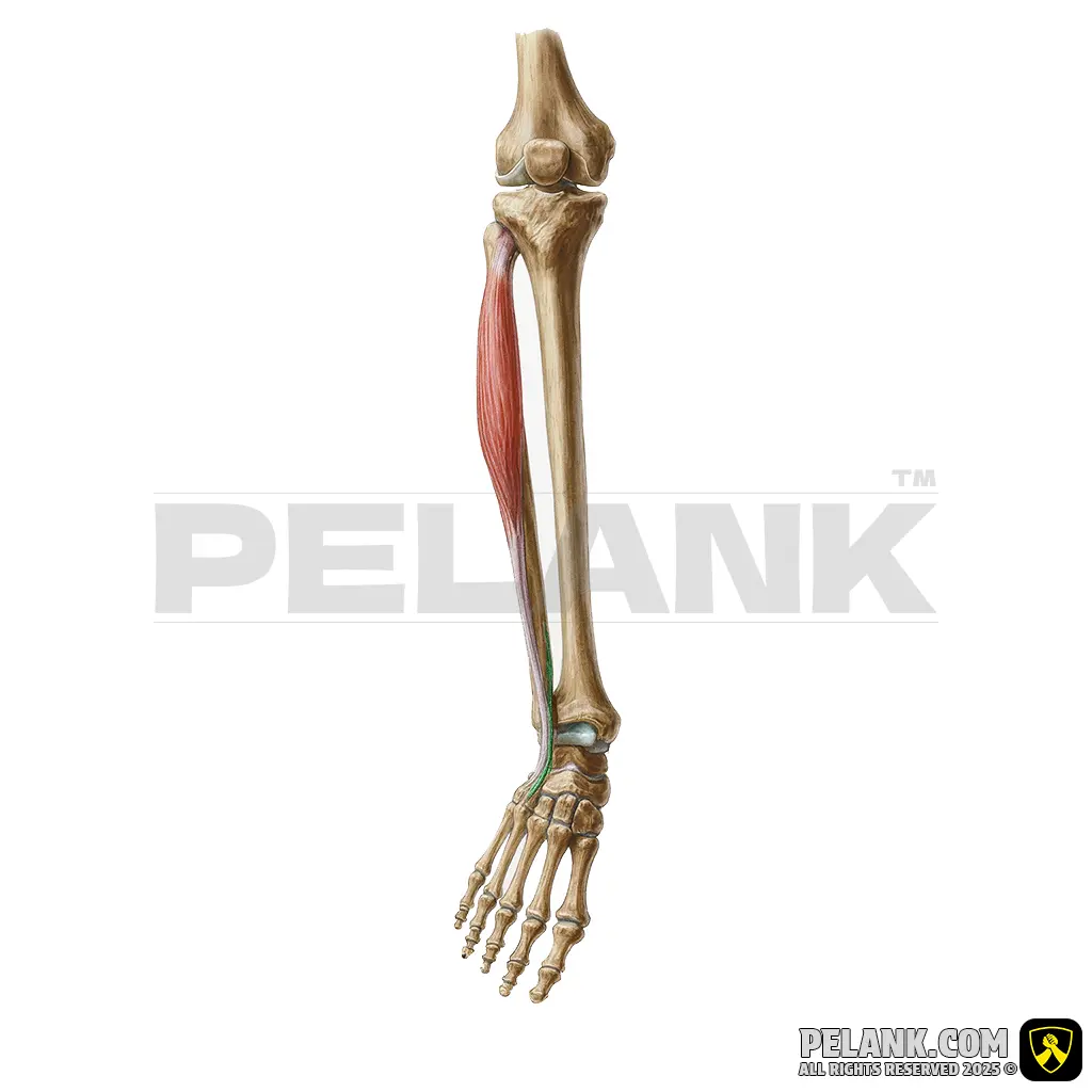 عضله فیبولاویس سوم