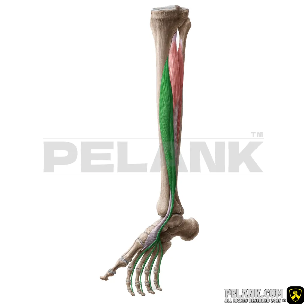 عضله خم‌کننده بلند انگشتان پا