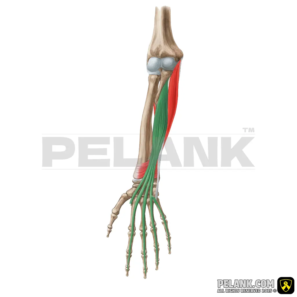 عضله خم‌کننده عمقی انگشتان