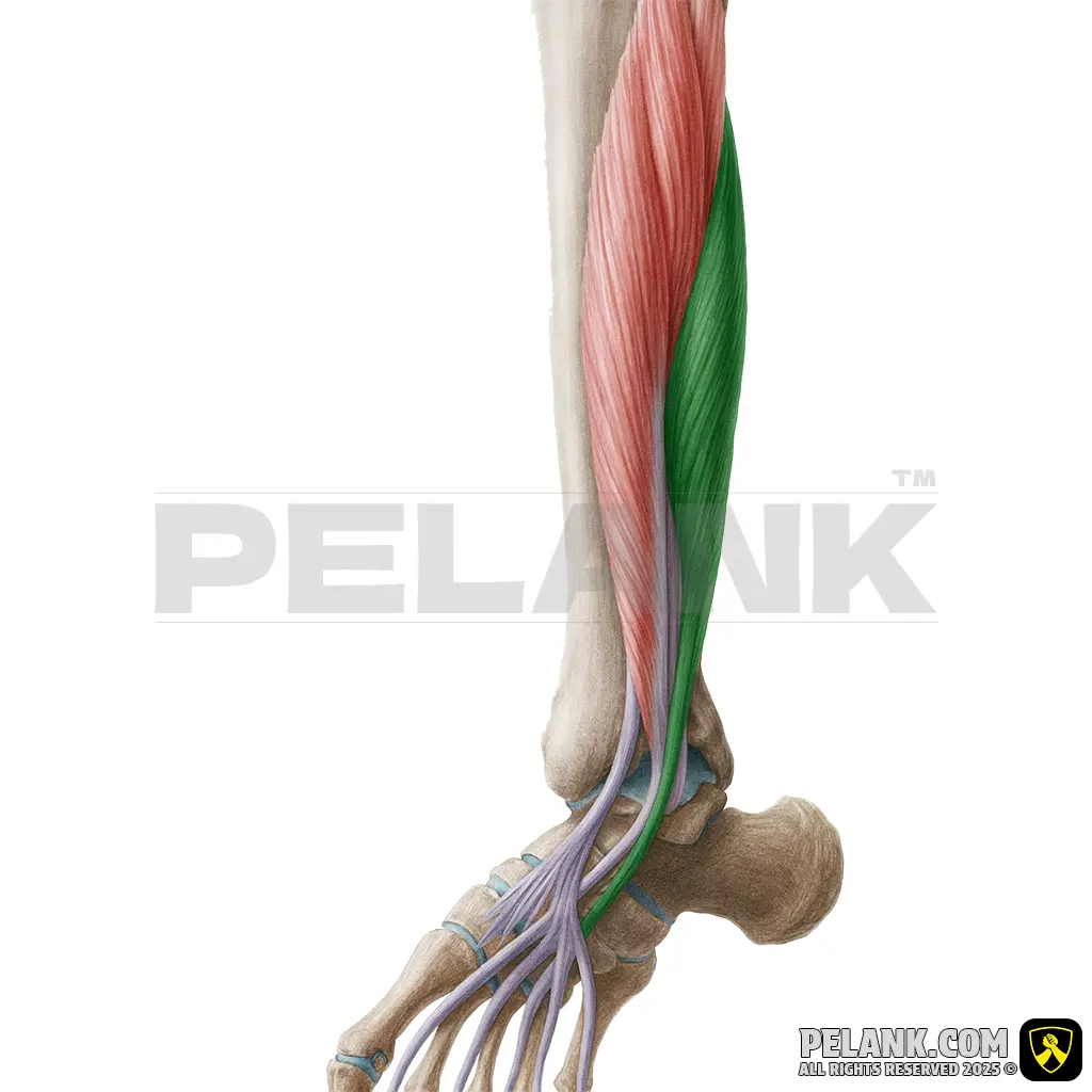 عضله خم‌کننده بلند شست پا