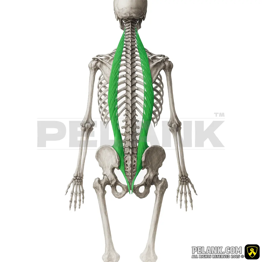 عضله خاصره‌ای‌دنده‌ای