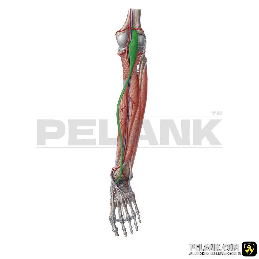 عضله پلانتاریس
