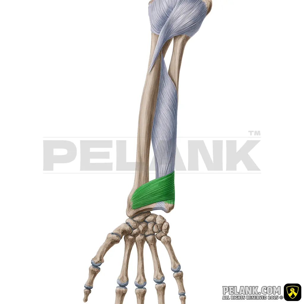 عضله پروناتور چهارگوش