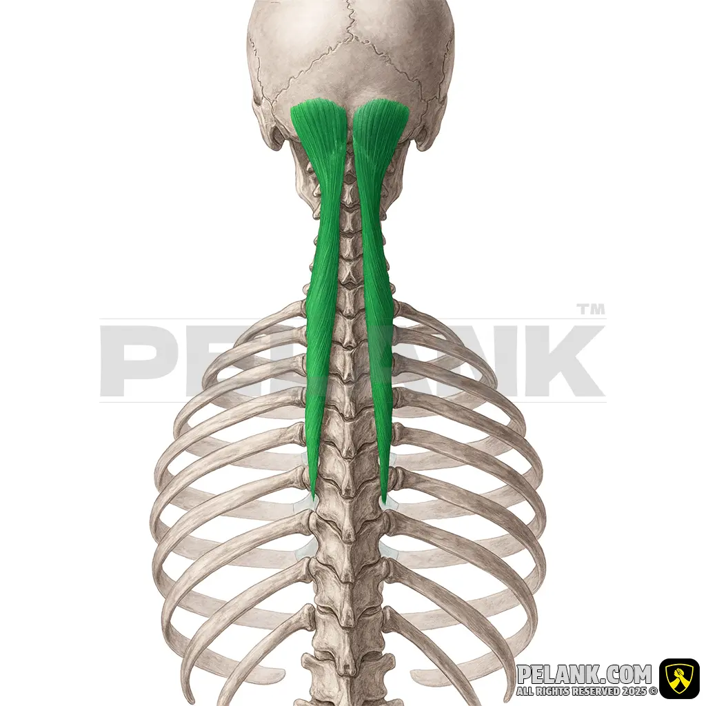 نیمه خاری سری