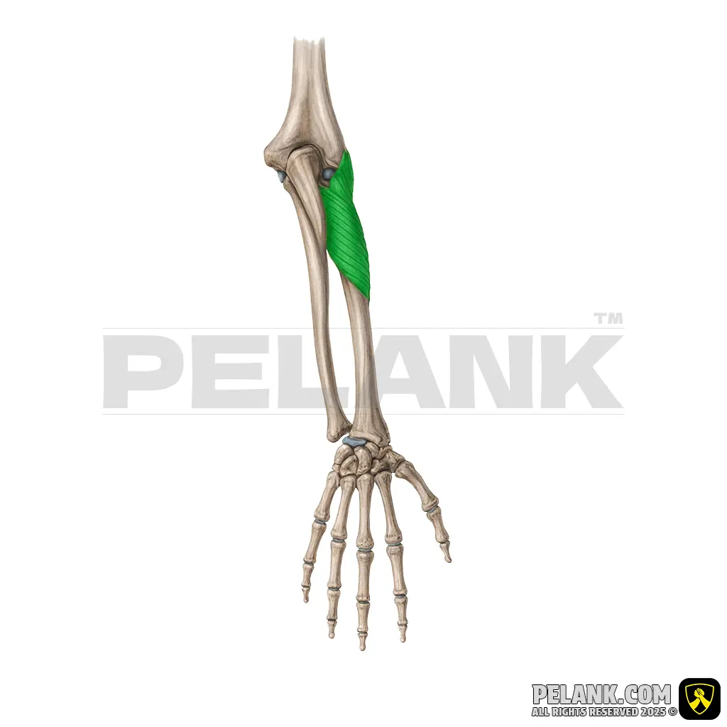 عضله سوپیناتور