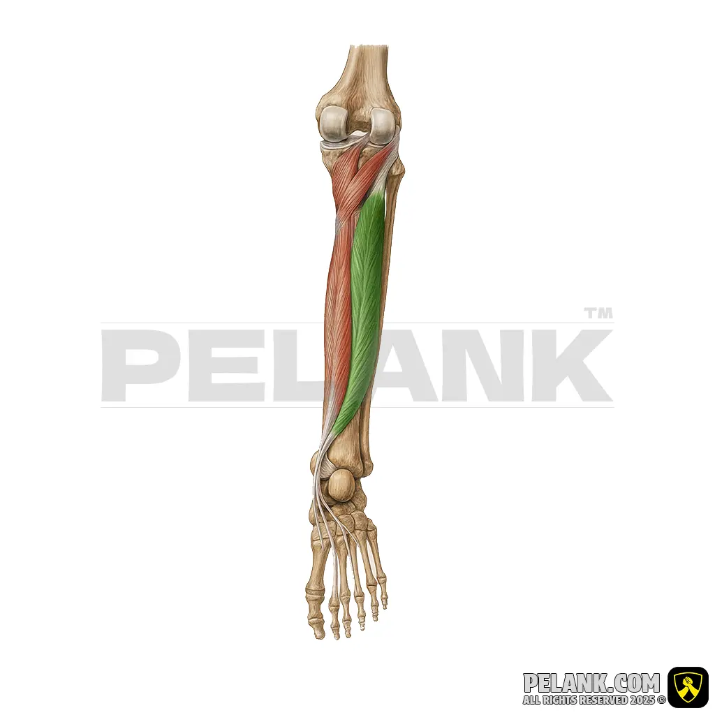 عضله درشت‌نی خلفی