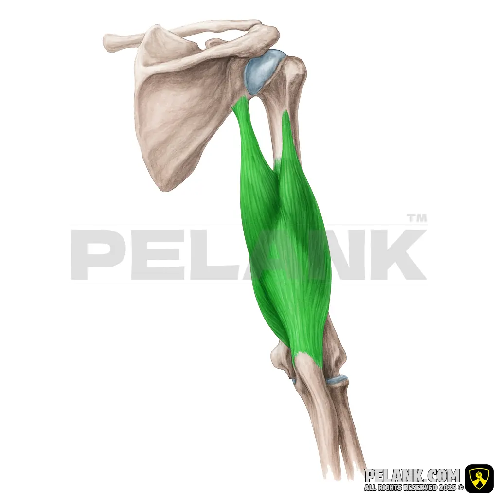 عضله سه سر بازویی