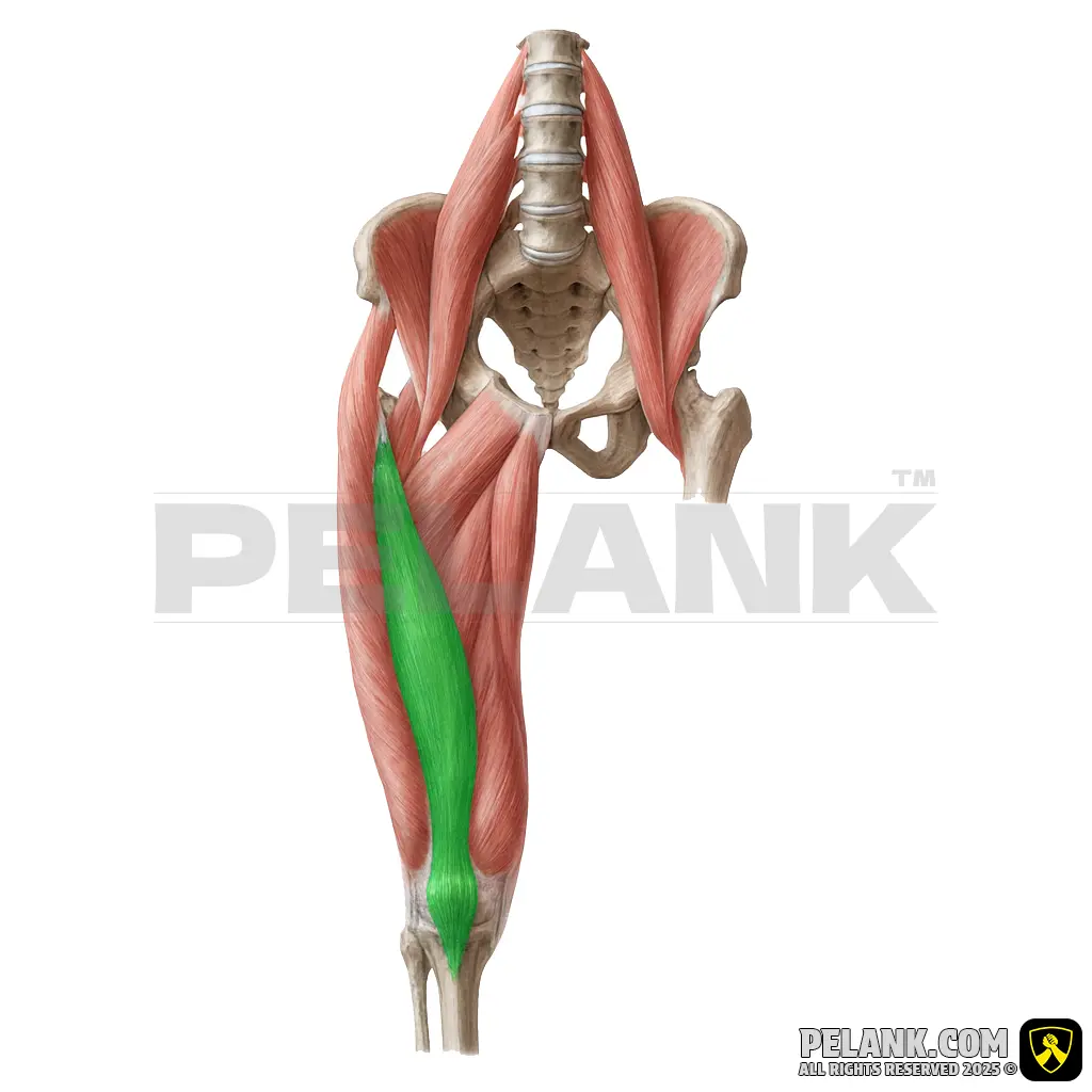 عضله پهن میانی ران