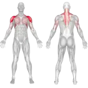 هنداستند پوشآپ بین نیمکتها 2 عضلات درگیر در حرکت