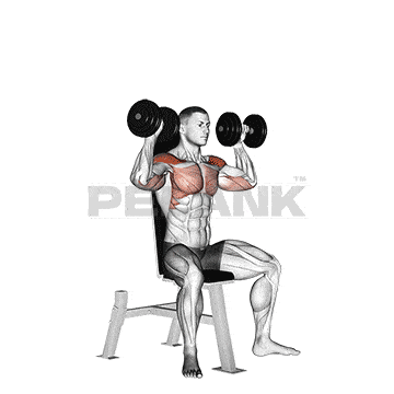 Seated Dumbbell Shoulder Press