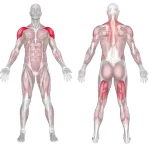عضلات درگیر در پوش پرس با هالتر
